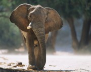 20 июня – Всемирный день защиты слонов в зоопарке