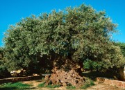 «Нефтяное» дерево